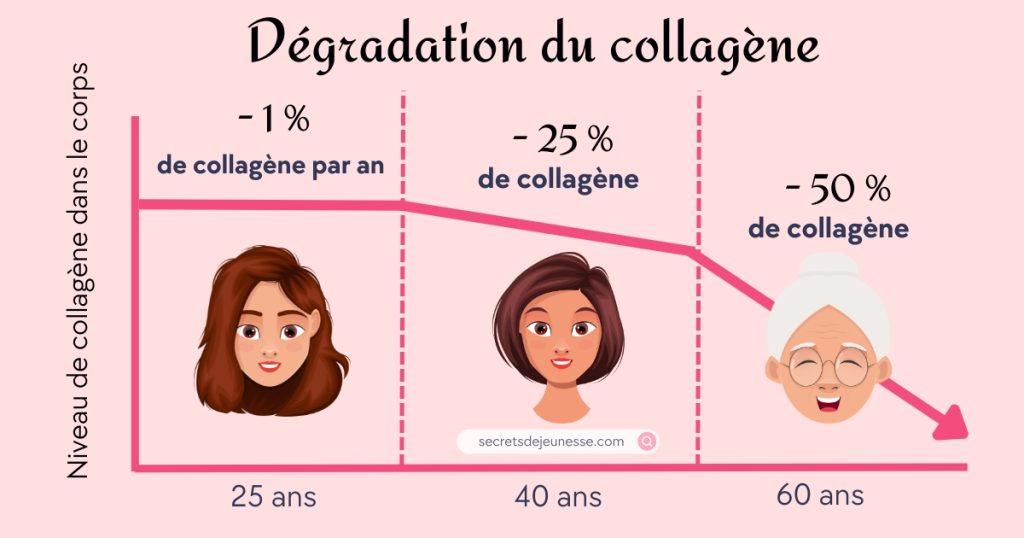 schéma de la dégradation du collagène selon l'âge
